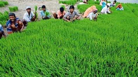 The Green Revolution: How Scientists Are Studying Flora Emergence on Epidermis to Pave the Way for Sustainable Solutions