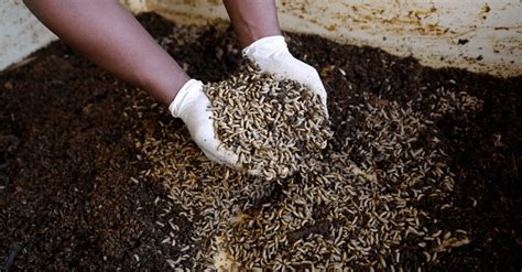 The Growing Popularity of Maggot Cultivation