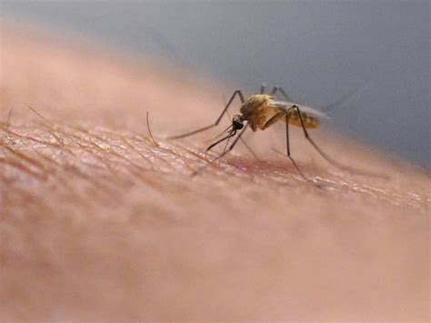 The Growing Threat: The Proliferation of Mosquitoes