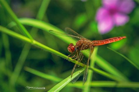 The Harmony of the Dragonfly: Exploring its Connection with Nature