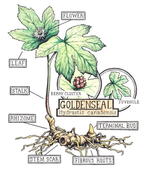 The Healing Properties of the Golden Plant