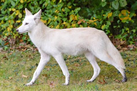 The Healing and Balancing Power of the Enigmatic White Coyote