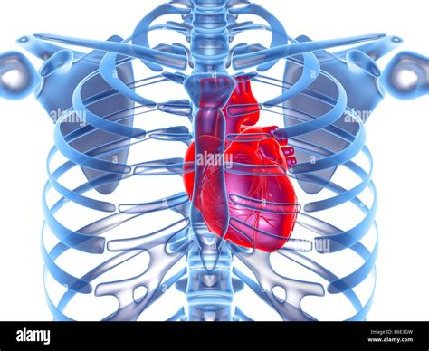 The Heart Pounding Outside the Ribcage Vision: A Widespread Encounter