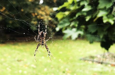 The Heavy Load of Entanglement: Dealing with the Psychological Impact of Entrapment in a Spider's Snare