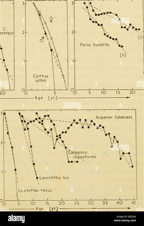 The Height and Figure of Aden Rose