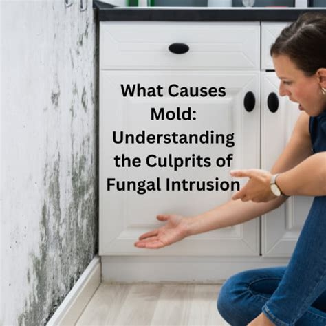 The Hidden Culprits: Understanding the Reasons for Mold Infestation