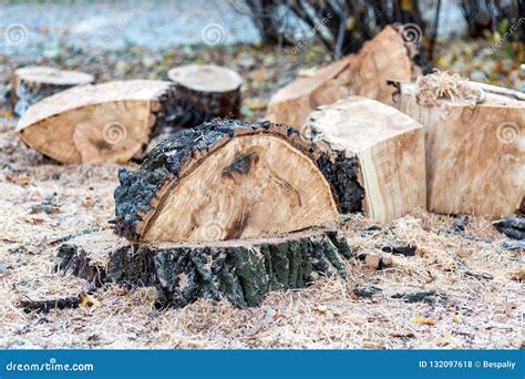 The Hidden Implications of Firewood-Cutting Visions