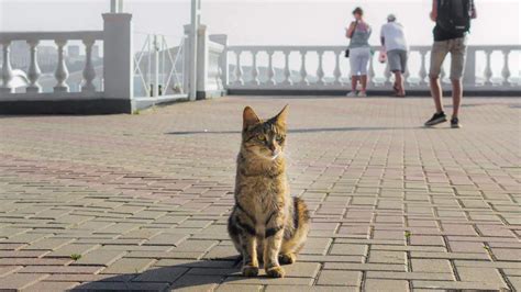 The Hidden Lives of Homeless Felines