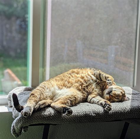 The Hidden Meanings Behind Feline Companions Sharing Our Sleeping Space