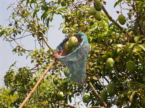 The Hidden Pleasures of Mango Harvesting