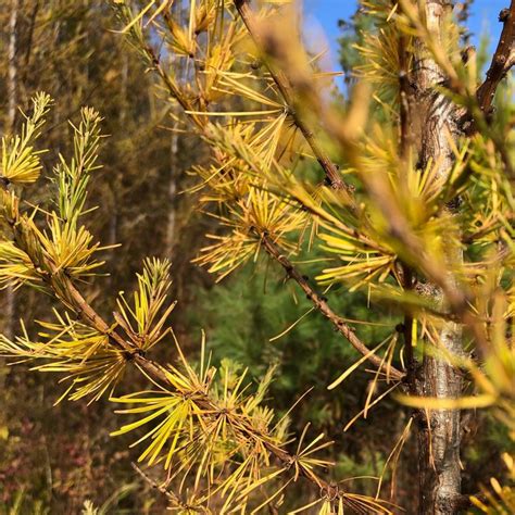 The Hidden Significance and Interpretations within Dreams of Boreal Conifers