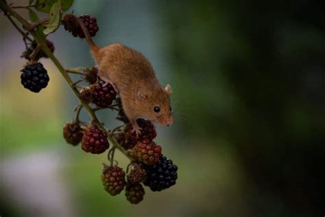 The Hidden Symbolism of Mice in Analysing Dreams