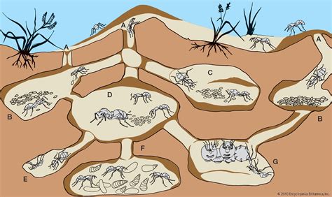 The Highly Organized Social Structure of Army Ant Colonies