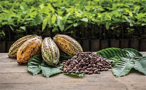 The Historical Background: Unveiling the Origins of the Illustrious Cocoa Plant