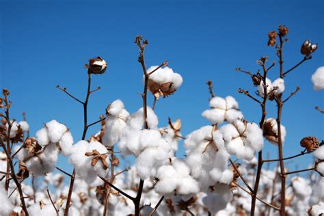 The Historical Origins of Symbolism Associated with the Cotton Plant