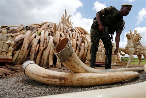 The Historical Significance of Ivory Earth