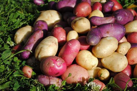 The History and Origin of Yam Tubers: Unraveling the Past