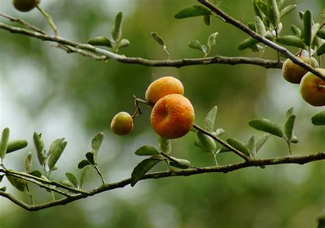 The History and Symbolism of Citrus reticulata