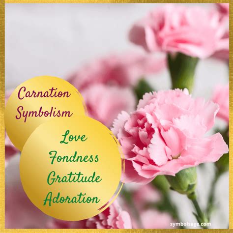 The History and Symbolism of the Beloved Carnation