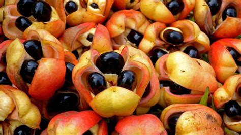 The History of Ackee: From Jamaica to the World