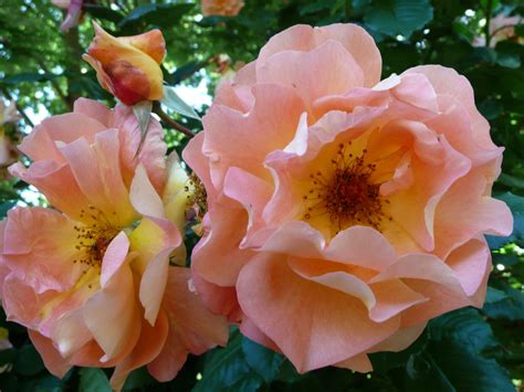 The History of Apricot-Colored Roses: From Ancient Egypt to Modern-day Gardens