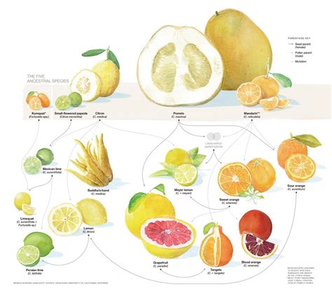 The History of Citrus Fruit: From Ancient Origins to Modern Cultivation