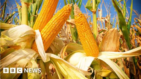 The History of Corn: From Ancient Maize to Modern Staple