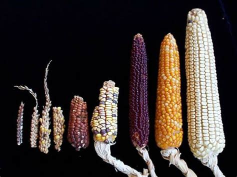 The History of Maize: From Ancient Origins to Modern Delights