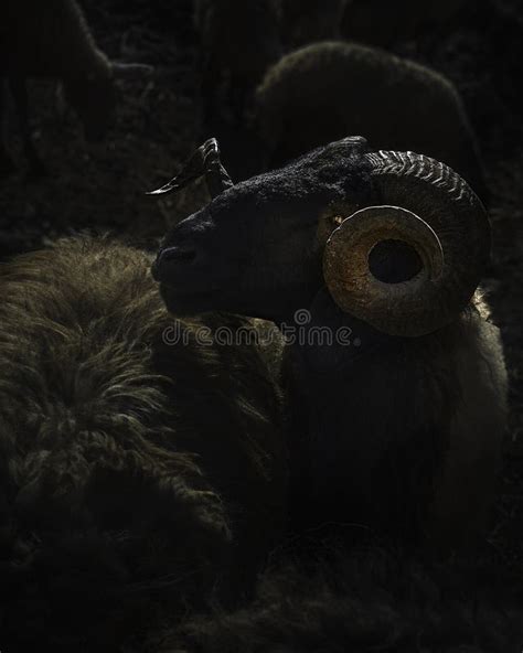 The History of the Enigmatic Ebony Sheep: From Legend to Reality