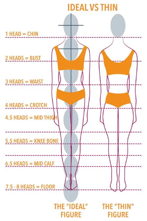 The Ideal Physical Proportions for a Successful Model