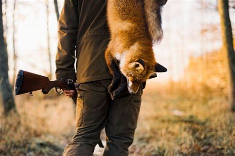 The Impact of Animal Hunting Dreams on Emotional Well-being