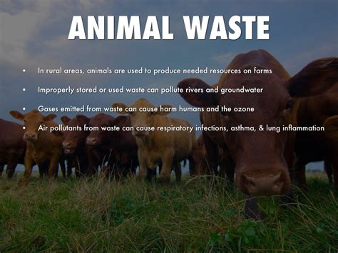 The Impact of Animal Waste on the Environment