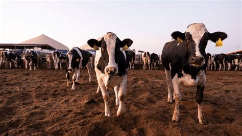 The Impact of Climate Change on Cattle Water Sources