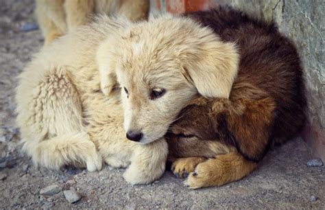 The Impact of Cruelty on Canines' Lives