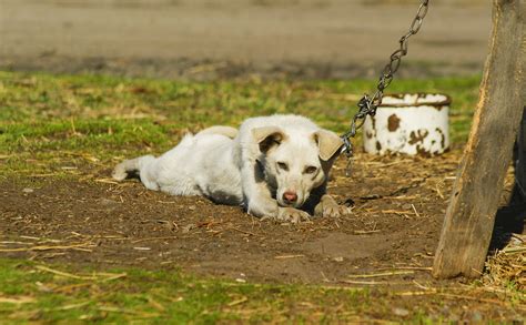 The Impact of Disturbing Dreams about Cruelty Towards Canines