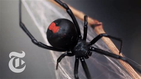 The Impact of Dreams About Black Widow Spider Encounters on Mental Well-being