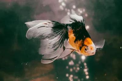 The Impact of Dreams About Sick Goldfish on Emotional Well-being