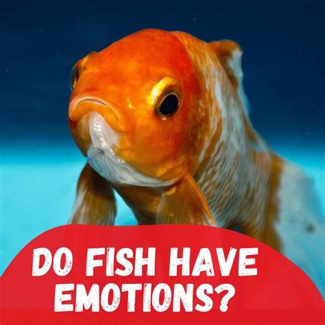The Impact of Dreams about Ailing Fish on Emotions