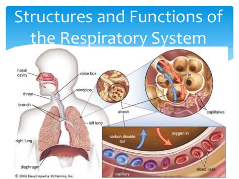 The Impact of Dreams on Respiratory Function