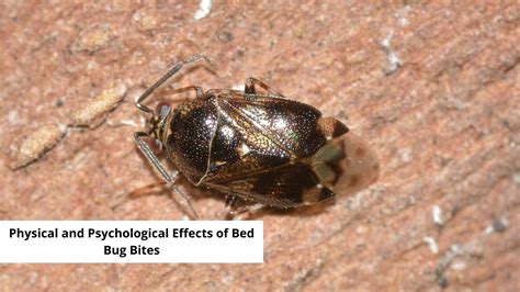 The Impact of Extracting Bugs from the Ear: Psychological Consequences