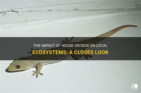 The Impact of House Gecko Dreams on Personal Evolution