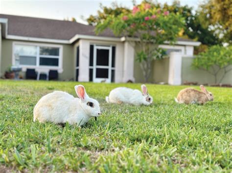 The Impact of Neglecting Rabbit Feeding