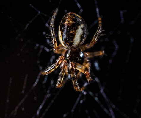 The Impact of Pale Arachnids on Psychic Vitality and Intuition