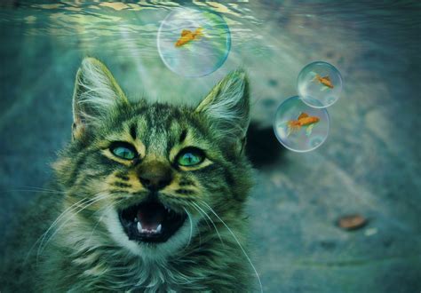 The Impact of Personal Cat Encounters on Dream Interpretation