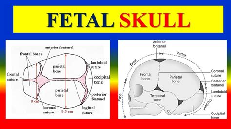 The Impact of Personal Experiences on Decoding the Significance of Infant Skull Depictions: A Case Study