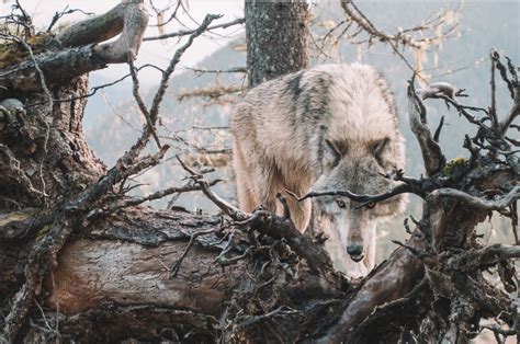 The Impact of Personal Experiences on Wolf Dreams