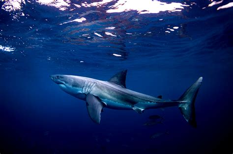 The Impact of the Shark: How Great Whites Shape and Influence Marine Ecosystems