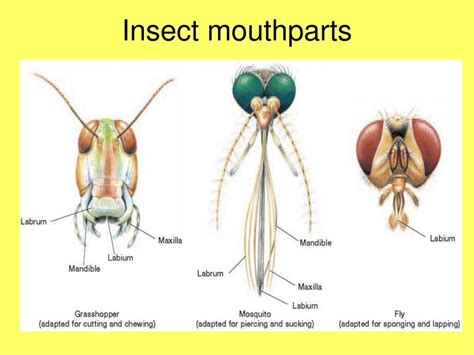 The Implications of Different Insects Found Inside the Oral Cavity