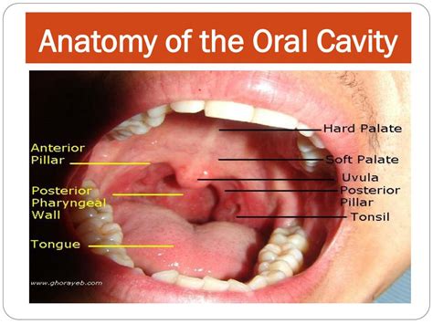 The Implicit Symbolism of Items Trapped within the Oral Cavity