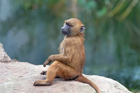 The Importance of Baboon in Psychology